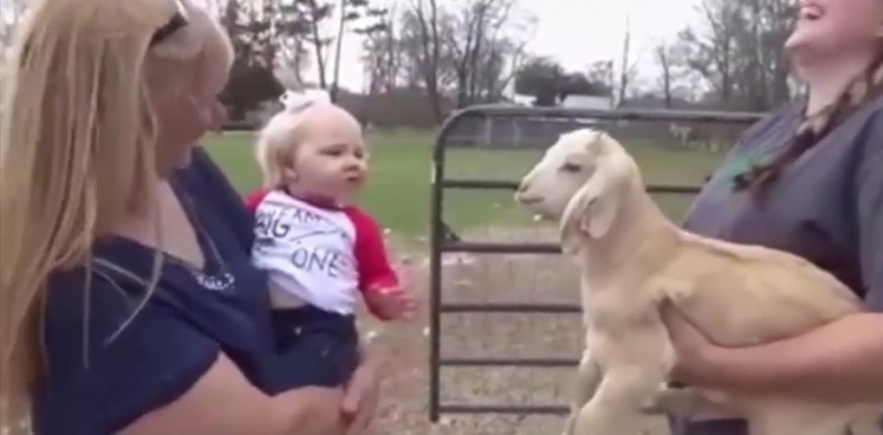 Όταν μια κατσίκα και ένα μωρό «πιάνουν συζήτηση»… (Video) - Media