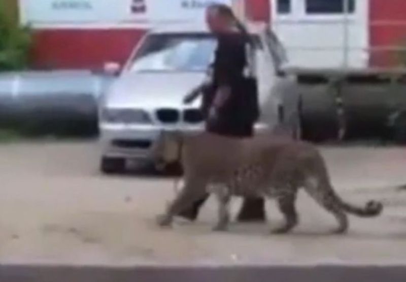 Άντρας έβγαλε βόλτα τη… λεοπάρδαλή του (Video) - Media