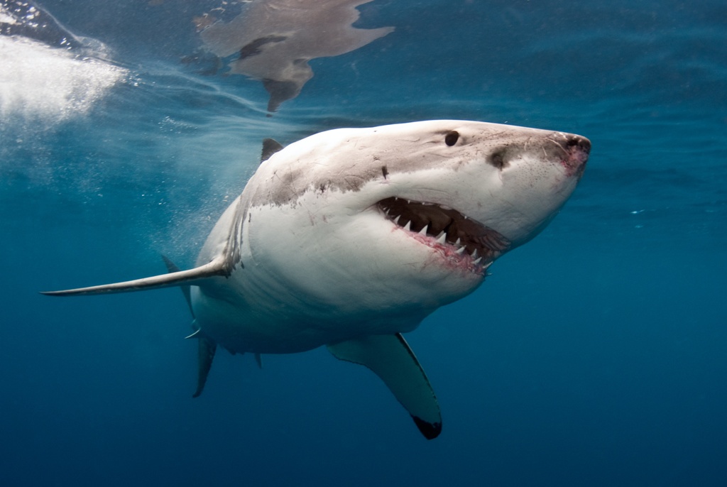 Κομμένο χέρι χαμένου τουρίστα βρέθηκε μέσα σε καρχαρία! - Media