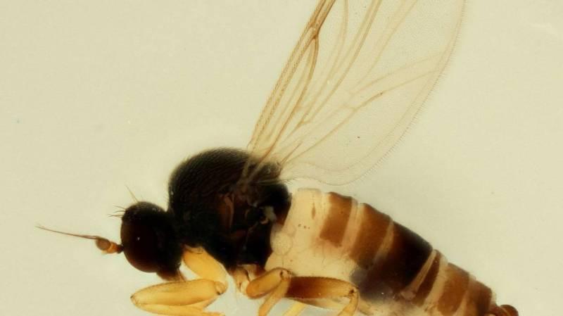 «Δραπέτης Βρυξελλών» ονομάζεται νέο είδος…μύγας (Photo) - Media