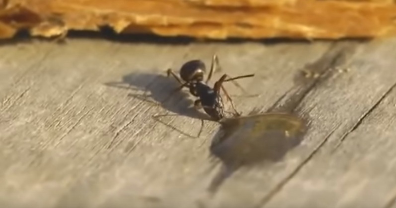 Μυρμήγκι τα… τσούζει με βότκα και παραπατάει (Video) - Media