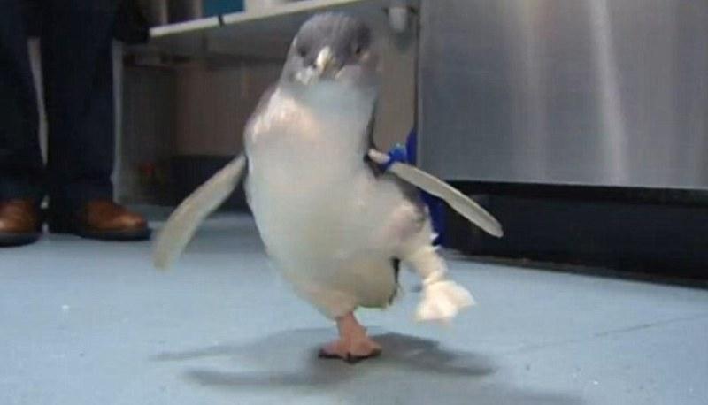 Πιγκουίνος περπατά ξανά με τη βοήθεια προσθετικού ποδιού (Photos- Video) - Media