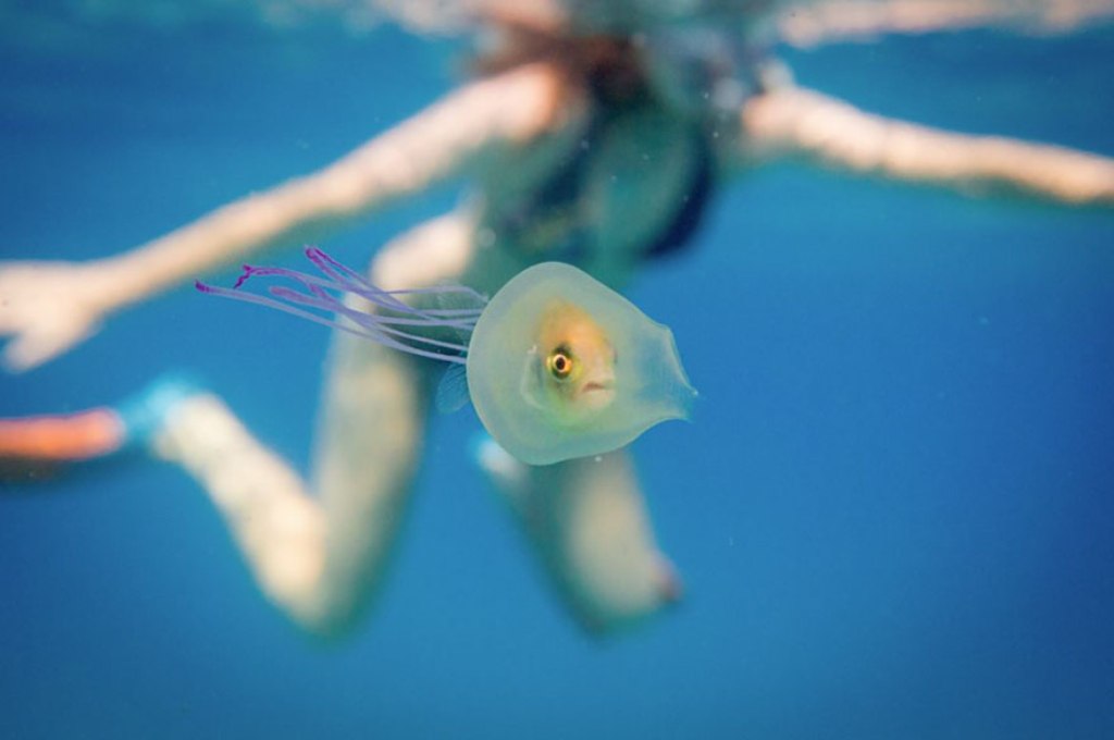 Κι όμως! Αυτό το ψάρι κολυμπάει μέσα σε μια… μέδουσα! (Photos) - Media