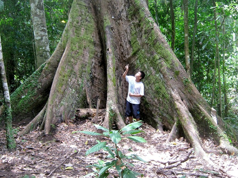 Ανακαλύφθηκε το ψηλότερο δέντρο στον κόσμο - Έχει σχεδόν ίδιο ύψος με το Μπιγκ Μπεν - Media