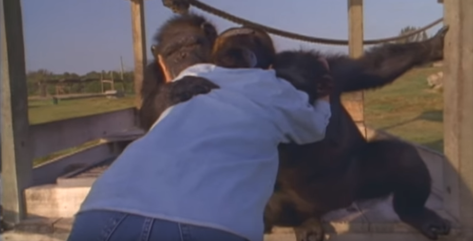 Αυτό το βίντεο ραγίζει καρδιές: Χιμπατζής αγκαλιάζει τη γυναίκα που του έσωσε τη ζωή πριν 25 χρόνια - Media