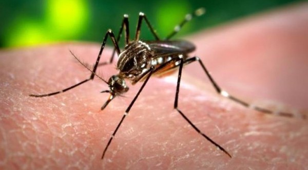 Ανακαλύφθηκαν αντισώματα που μπορούν να εξουδετερώσουν τον ιό Ζίκα - Media