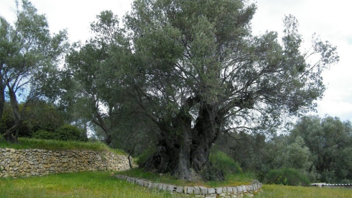Είναι τελικά αυτό το πιο όμορφο ελαιόδεντρο στον κόσμο; - Στην μάχη του βραβείου και η Χίος με ελιά 1.000 ετών και 11,5 μ. - Media