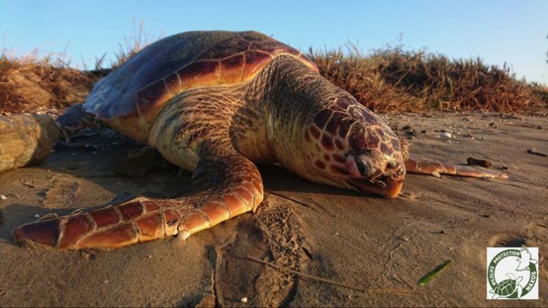 Φρίκη στη Νάξο: Έδεσε τσιμέντο στο πόδι θαλάσσιας χελώνας για να τη σκοτώσει (Photos) - Media