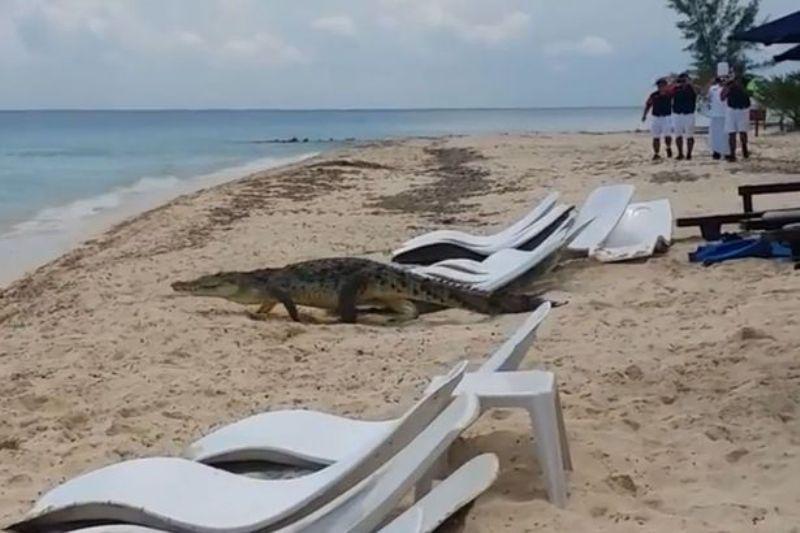 Κροκόδειλος έφαγε ζωντανή ,γυναίκα που ψάρευε – Άνοιξαν την κοιλιά του και βρήκαν τα άκρα της μέσα (Video) - Media