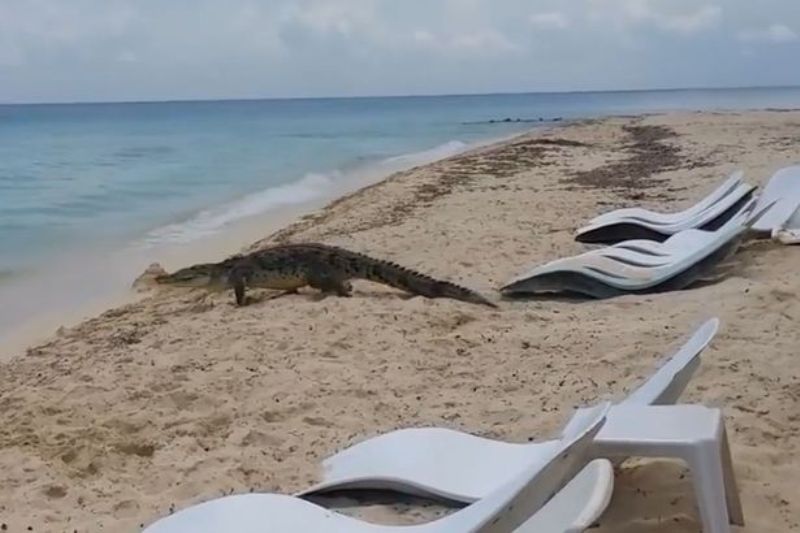 Καραϊβική: Τεράστιος κροκόδειλος περπατά ανάμεσα στις ξαπλώστρες (Video - Photos) - Media