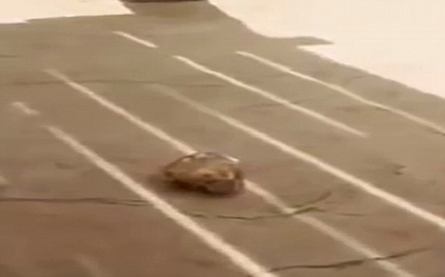 Τραγωδία σε ζωολογικό κήπο: Νεκρό επτάχρονο κοριτσάκι από πέτρα που πέταξε ελέφαντας (Σκληρό video) - Media