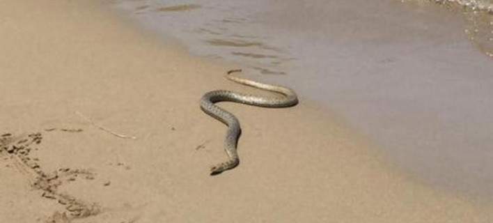 Φίδι προκαλεί πανικό σε παραλία της Κέρκυρας - Ανάμεσα σε λουόμενους σε πολυσύχναστη πλαζ (Photos) - Media