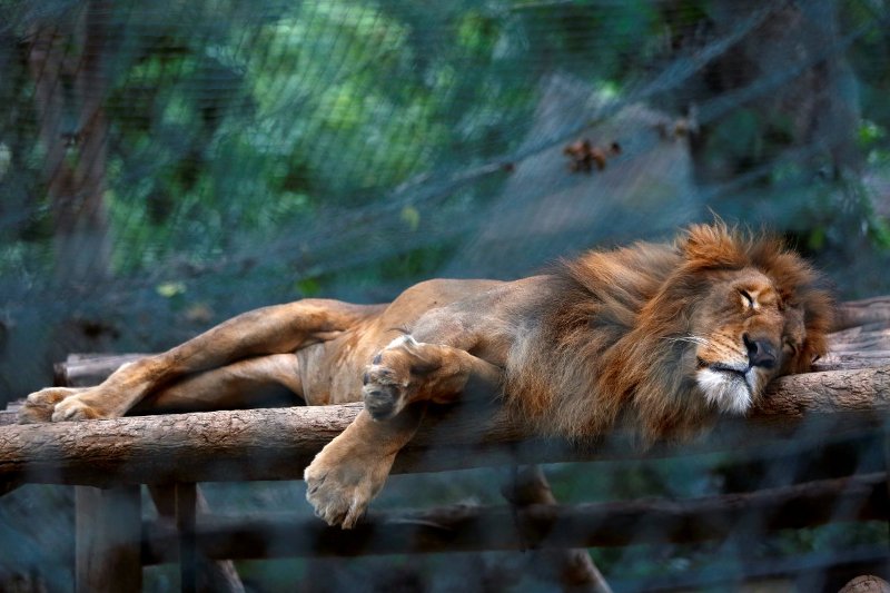 Πεθαίνουν από την πείνα τα ζώα στους ζωολογικούς κήπους της Βενεζουέλας  - Media