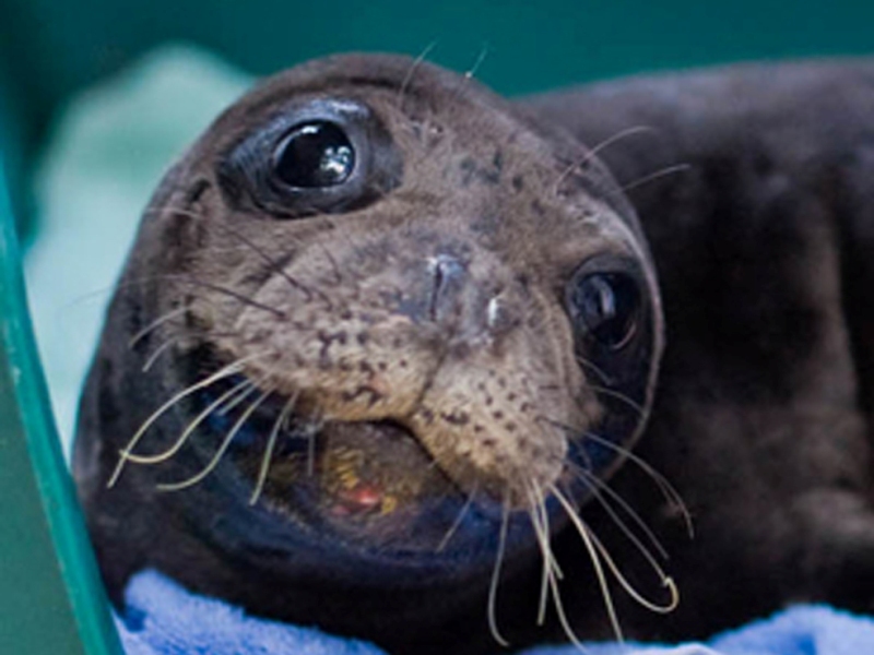 Νοσοκομείο θαλάσσιων ζώων στους Λειψούς - Media