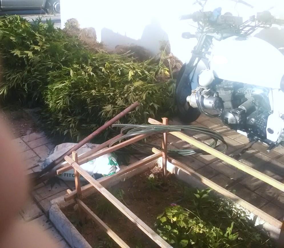 Είχε 251 δενδρύλλια κάνναβης στον Ασπρόπυργο - Συνελήφθη ο 36χρονος - Βρέθηκαν στην κατοχή του πιστόλι και φυσίγγια (Photo) - Media