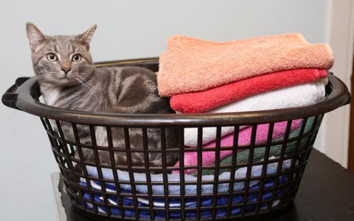 Απίστευτο: Γάτα «πλύθηκε» στο πλυντήριο και επέζησε! (Photos) - Media