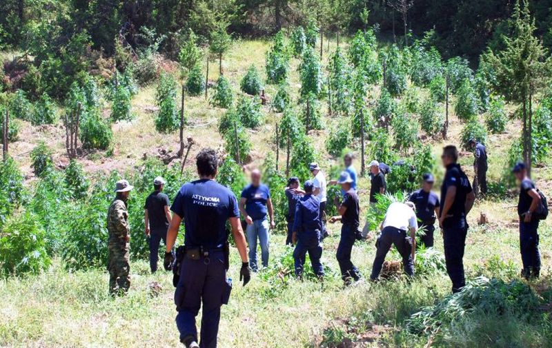 Λακωνία: Καλλιεργούσε κάνναβη για να... κάνει την προίκα του και να παντρευτεί - Media