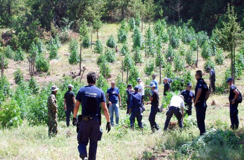 Χασισοφυτεία ανακαλύφθηκε στο Μυλοπόταμο Ρεθύμνου - Media