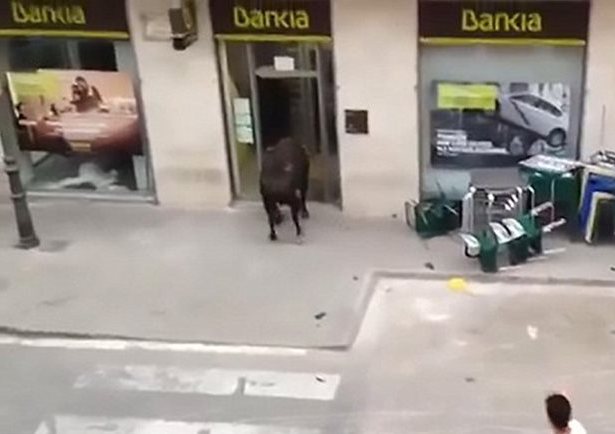 Ταύρος μπαίνει σε τράπεζα και σκορπίζει πανικό (Video) - Media