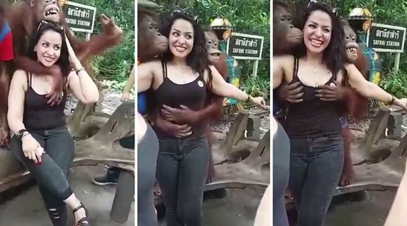 Ζωηρός ουρακοτάγκος χουφτώνει τουρίστρια και ποζάρει για φωτογραφία (Video) - Media