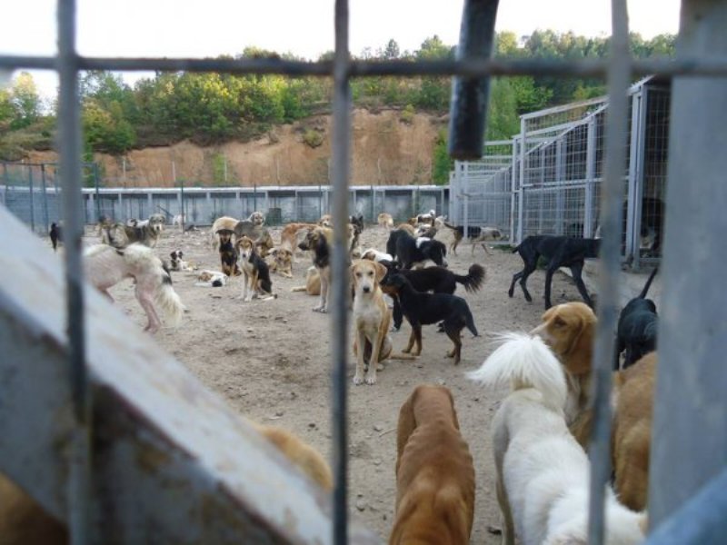 Φρίκη στις Σέρρες: Εργαζόμενος στο κυνοκομείο σκότωσε στο ξύλο δύο σκύλους - Media