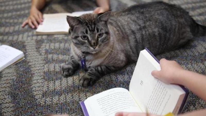 Η «βιβλιόφιλη» γάτα θα παραμείνει στη βιβλιοθήκη πόλης του Τέξας (Video) - Media