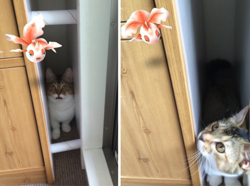 Oι Ιάπωνες πιστεύουν ότι τα κατοικίδια τους μπορούν να δουν τα Πόκεμον! (Photos)  - Media