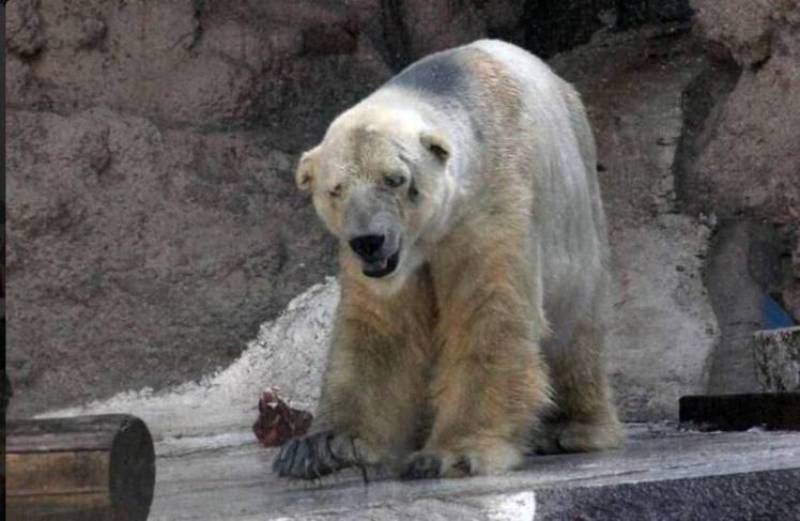 Πέθανε η πιο θλιμμένη πολική αρκούδα του κόσμου (Photos + Video) - Media