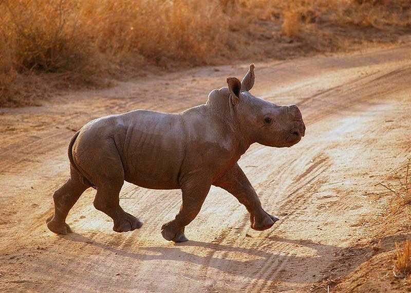 Μωρό ρινόκερος ακούει στο όνομά του! (Video) - Media