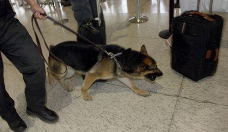 Το ΥΠΟΙΚ επιστρατεύει σκύλους για να ...μυρίζουν τα μετρητά σε βαλίτσες - Media