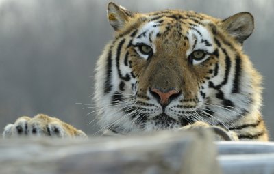 Τίγρης επιτίθεται σε γυναίκα και την κατασπαράζει (ΠΡΟΣΟΧΗ Σκληρές Εικόνες) - Media