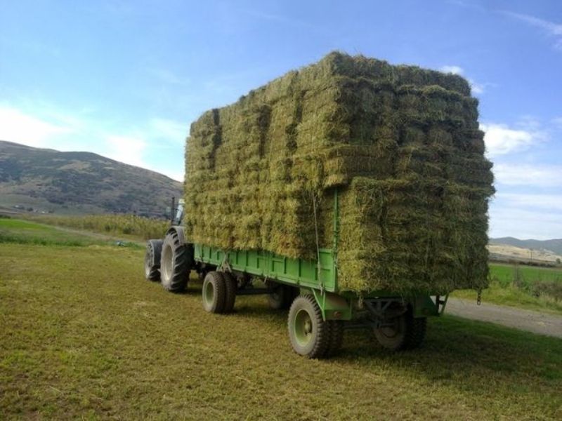 Τραγωδία στο Μεσολόγγι - Μπάλες τριφυλλιού σκότωσαν 62χρονη  - Media