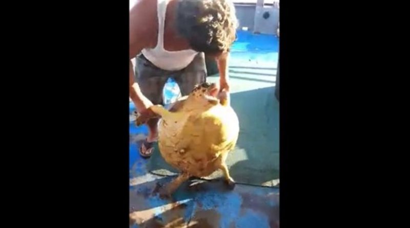 Νεκρή χελώνα καρέτα - καρέτα σε παραλία της Φθιώτιδας - Media