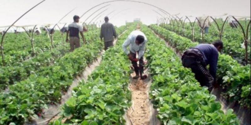 Σκλάβος σε χωράφια στη Θήβα - Τον φυλάκισαν και απειλούσαν πως θα τον σκοτώσουν - Media