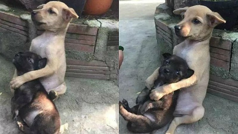 Κουταβίσια αγάπη; Σκυλάκι συνεχίζει να «κρατάει σφιχτά» το φιλαράκι του, παρόλο που δεν είναι πια στον δρόμο (Photos) - Media