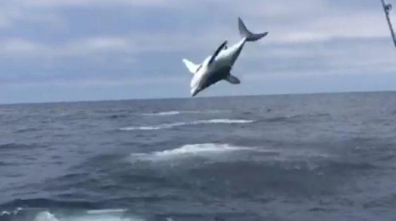 Εθεάθη ο πρώτος... «ιπτάμενος» καρχαρίας (Video)  - Media