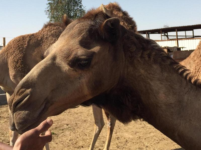 Οι άνθρωποι κόλλησαν το κοινό κρυολόγημα από τις καμήλες, σύμφωνα με νέα έρευνα  - Media
