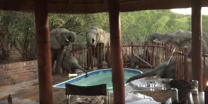 Ελέφαντες... δροσίζονται σε πισίνα οικογένειας (Video)  - Media
