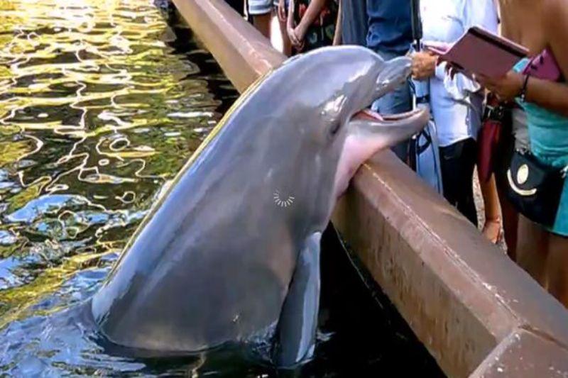 Η εκδίκηση ενός δελφινιού που δεν ήθελε να... βγάλει φωτογραφία (Photos-Video) - Media
