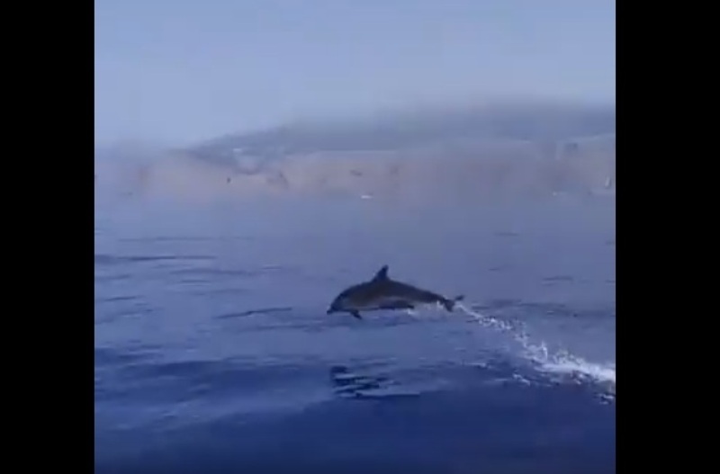 Δελφίνια παίζουν σε παραλία της Κρήτης (Video) - Media