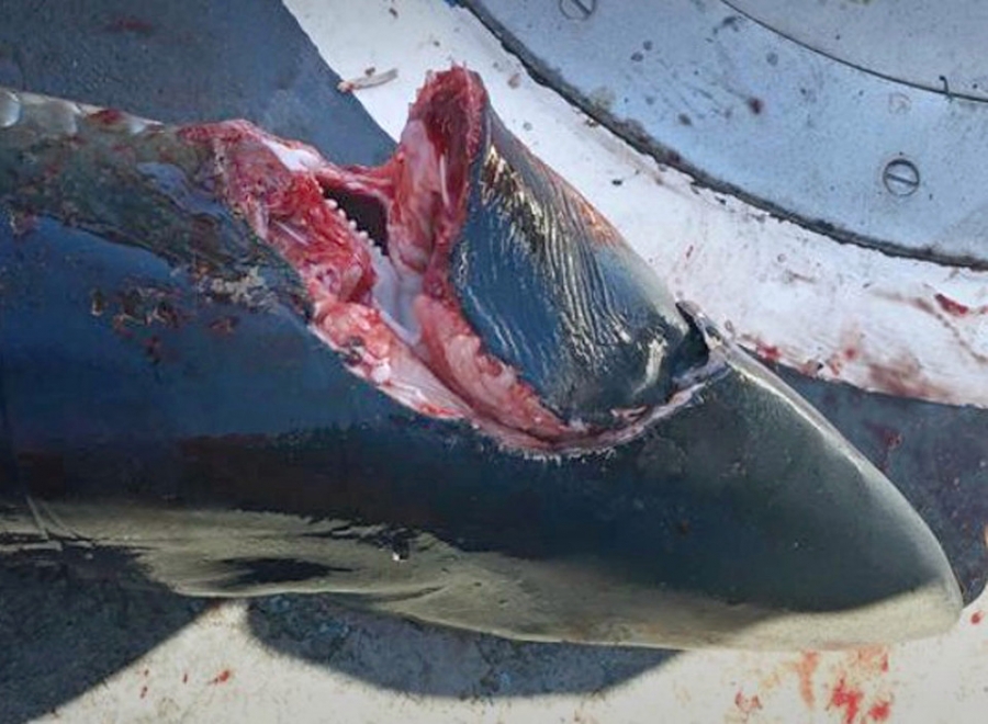 Τι είναι αυτό που τρώει καρχαρίες - Με μόνο ένα δάγκωμα κόβει τα κεφάλια τους (Photo) - Media