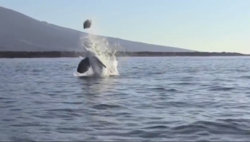 Το παιχνίδι μιας φάλαινας δολοφόνου με μια χελώνα (Video) - Media