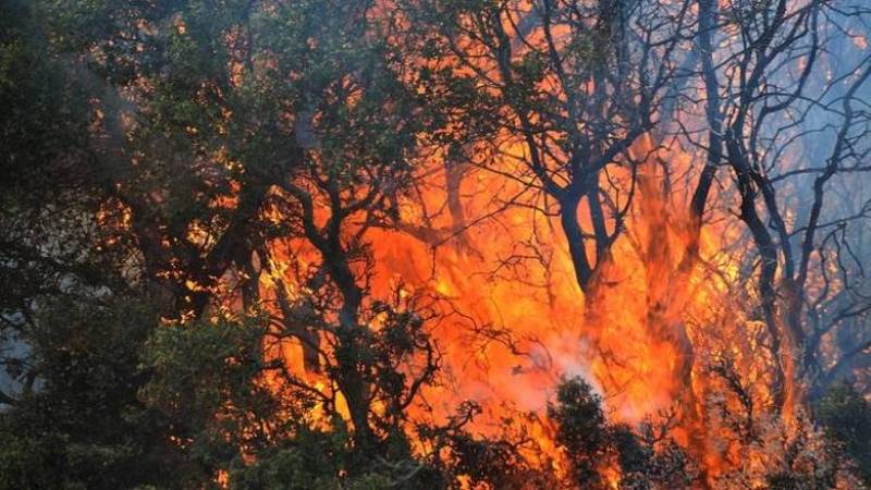 Καίγεται η Κάρυστος - Μάχη με τις φλόγες και τους ισχυρούς ανέμους - Media