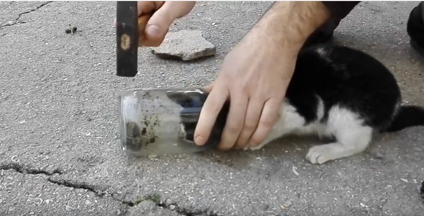 Δείτε την διάσωση ενός μικρού γατιού που σφήνωσε το κεφάλι του σε βάζο (Video) - Media