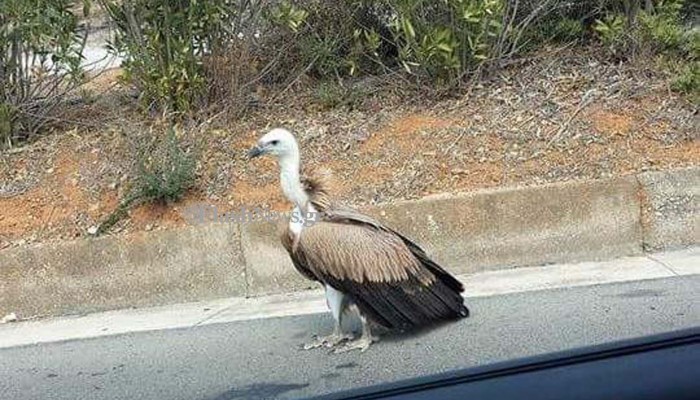 Κρήτη: Ο γύπας έκανε στάση στην εθνική οδό (Photo) - Media