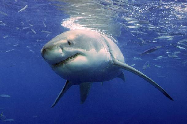 «Μαθουσάλες» οι καρχαρίες της Γροιλανδίας - Πόσους αιώνες ζούνε - Media