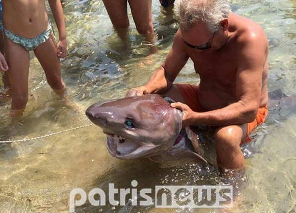 «Καρχαρίες» βγήκαν στη στεριά του Πύργου (Photos) - Media