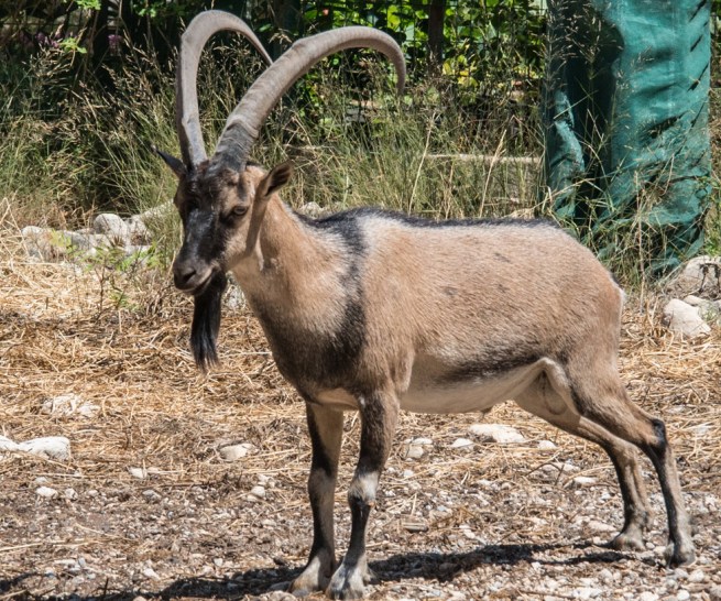 Σκότωσαν κρι- κρι και «καμαρώνουν» στο ίντερνετ (Σκληρές photos) - Media