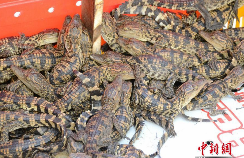 Κίνα: 940 κροκοδειλάκια του Σιάμ εντόπισε η συνοριακή αστυνομία (Photos) - Media