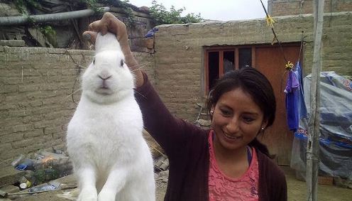 Ανακάλυψαν χασισοφυτεία με τη βοήθεια ενός…κουνελιού   - Media